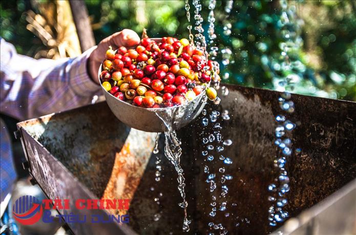 Giá cà phê hôm nay 24/2: Thị trường trong nước tăng gần 2.000 đồng/kg
