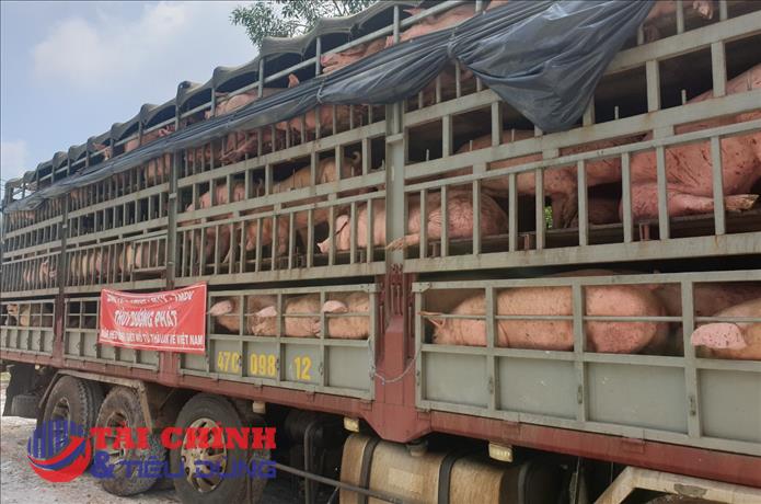 Thái Lan bác bỏ thông tin heo từ Thái vào Việt Nam bị nhiễm dịch