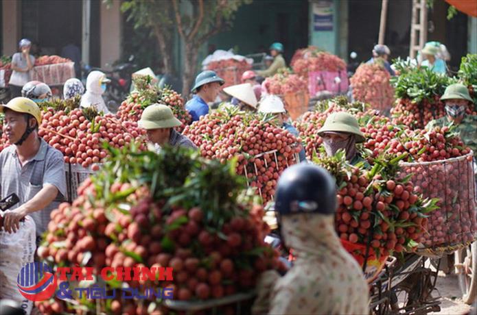 Bắc Giang xuất khẩu gần 11.000 tấn vải thiểu sang Mỹ, Nhật Bản