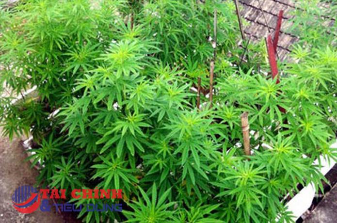 Hà Nội: Phát hiện vườn cần sa rộng hàng nghìn m2 ngoài bãi giữa sông Hồng