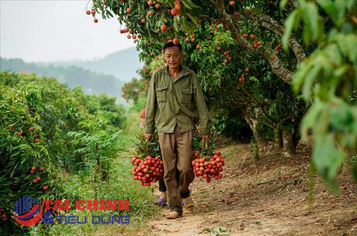 Cục Quản lý thị trường Đắk Lắk bán giúp nông dân Bắc Giang 140 tấn vải thiều