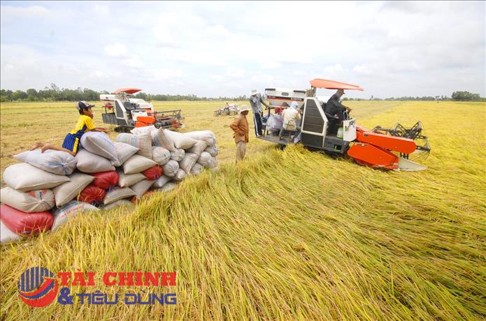 Giá lúa khởi sắc, giá gạo nguyên liệu duy trì ổn định