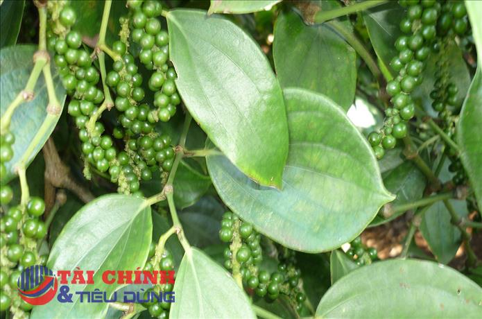 Giá tiêu trên thị trường thế giới lao dốc