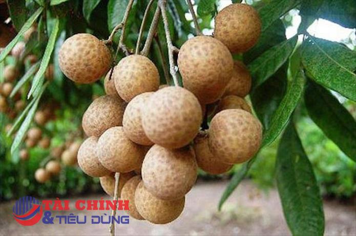 "Nhãn Sơn La" được cấp Giấy chứng nhận đăng ký nhãn hiệu