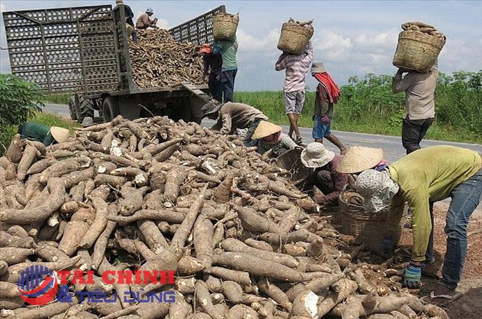 Trung Quốc vẫn là thị trường lớn nhất tiêu thụ sắn của Việt Nam