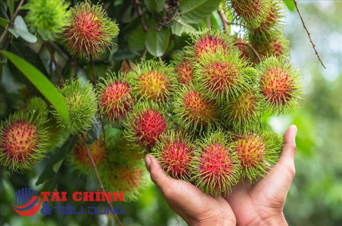 Hậu Giang: Tồn đọng hàng trăm tấn nhãn, chôm chôm và dưa lê