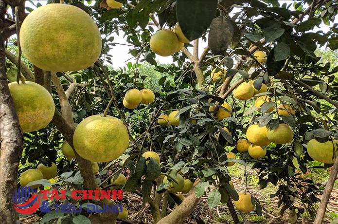 Đưa bưởi Phúc Trạch lên sàn thương mại điện tử