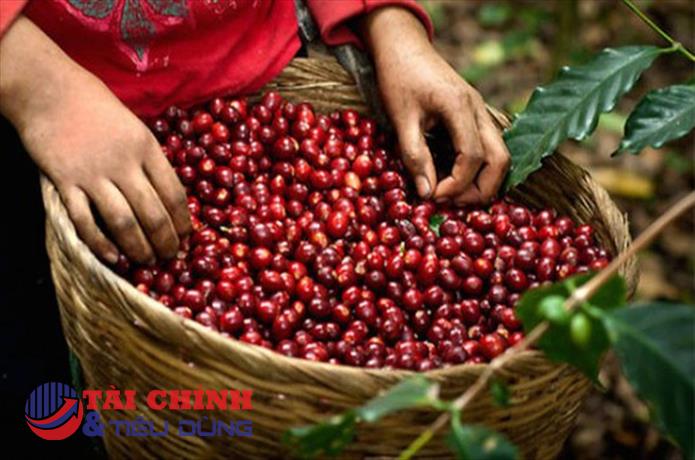 Giá cà phê hôm nay 27/8: Giá hai sàn tiếp tục đi lên