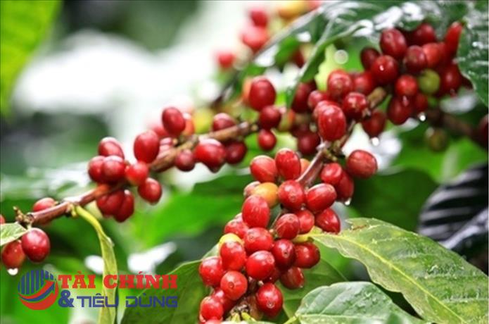 Giá cà phê hôm nay 14/11: Cà phê Arabica liên tiếp tăng