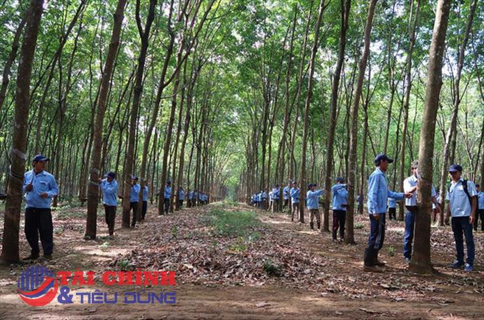 Đầu tư Cao su Đắk Lắk (DRI) muốn chuyển từ UPCoM sang sàn HNX