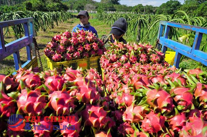 Loạt giải pháp gỡ khó cho quả thanh long