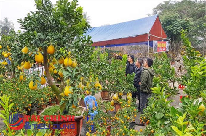 Hải Phòng: Tổ chức 18 điểm Chợ hoa Xuân 2022
