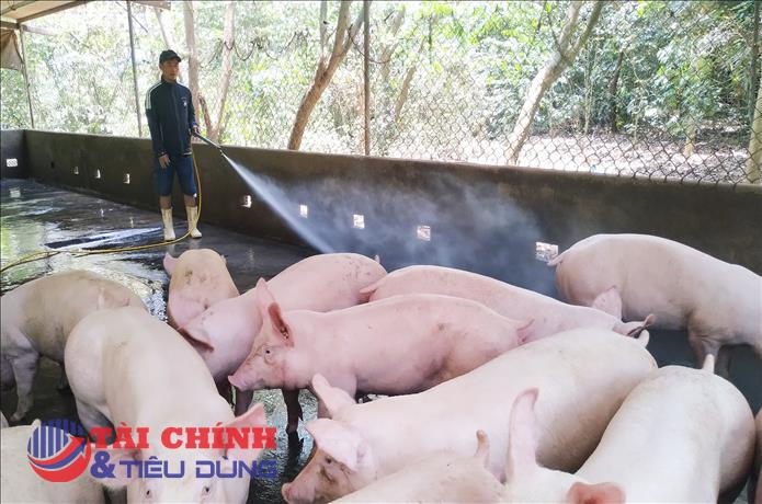 Giá heo hơi hôm nay 16/1: Dự báo tiếp tục tăng trong tuần tới