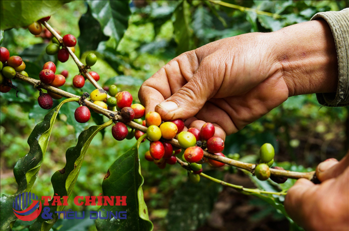Giá cà phê hôm nay 16/1: Biến động trái chiều