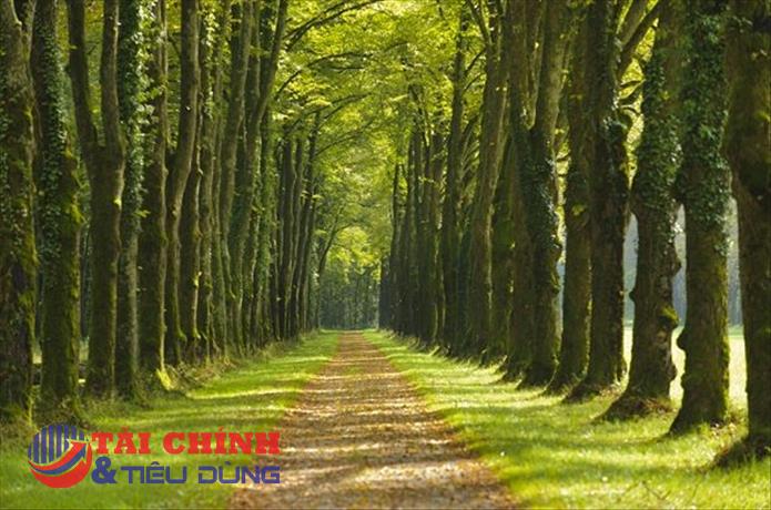 Đầu tư Cao su Đắk Lắk (DRI): Lợi nhuận ròng quý 4/2021 đi lùi