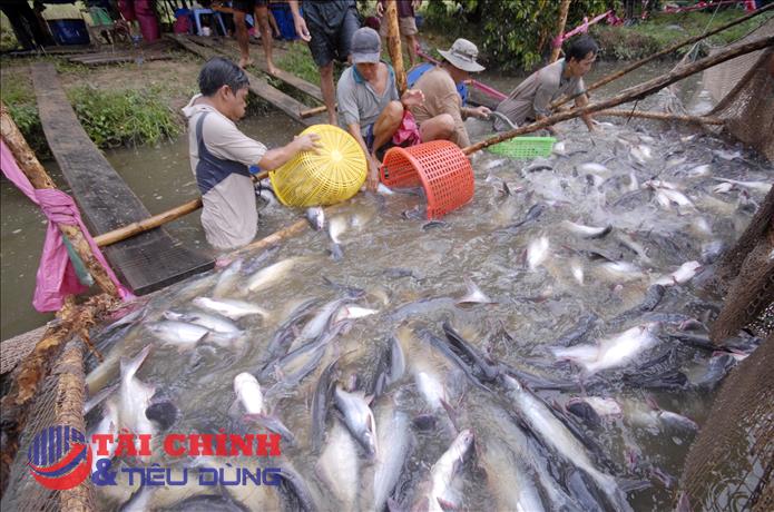 Xuất khẩu cá tra sang thị trường Trung Quốc tăng mạnh dịp cuối năm 2021