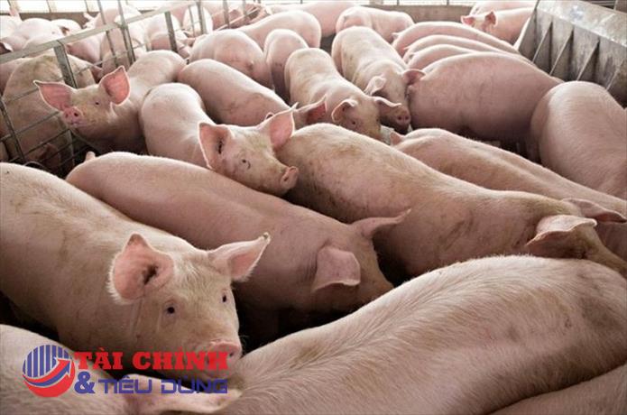 Giá heo hơi hôm nay 22/1: Tăng rải rác ở một số địa phương