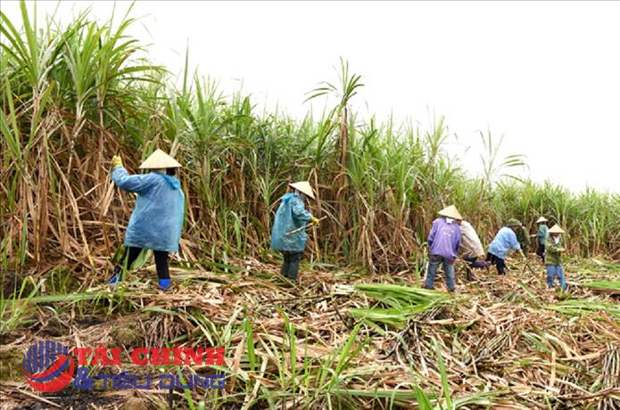 Phát triển ngành mía đường cần ứng dụng công nghệ số để minh bạch thông tin