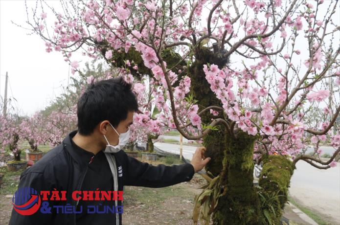 Đào Sơn La “khủng” bám đầy rêu, dán mã QR có giá thuê 10 triệu/cây
