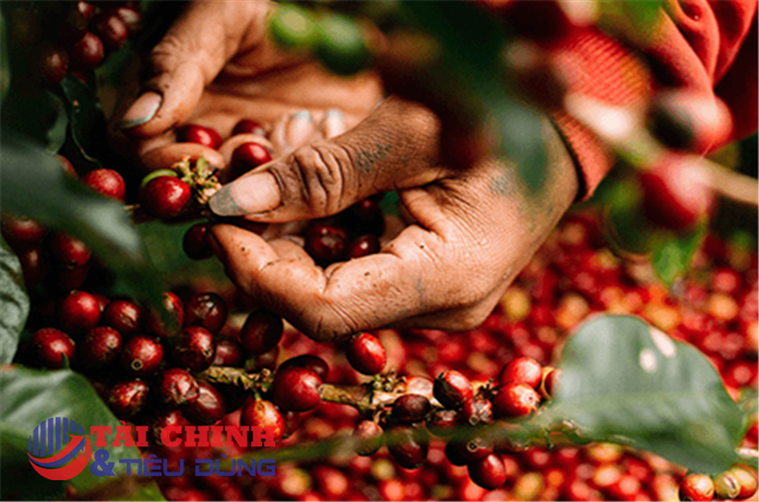 Giá cà phê hôm nay 7/2: Giá cà phê thế giới quay đầu giảm