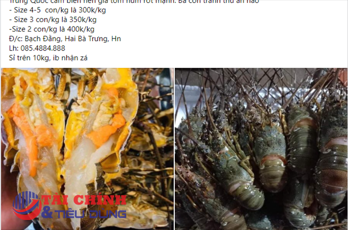 Kẹt tại cửa khẩu, giá tôm hùm giảm mạnh