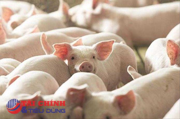 Giá heo hơi hôm nay 25/2: Giảm nhiều nhất là 2.000 đồng/kg tại miền Bắc