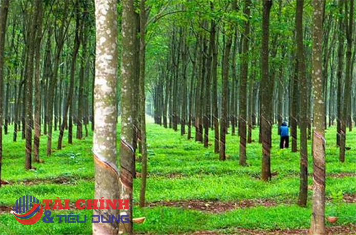 Cao su Phước Hòa (PHR) nhận quyết định thu hồi đất thực hiện dự án Khu công nghiệp VSIP III