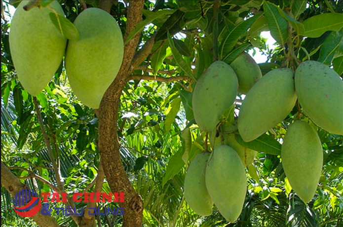 Giá xoài tại ĐBSCL đang ở mức thấp, bán cho thương lái chỉ 5.000-6.000 đồng/kg