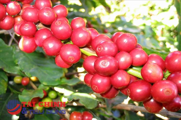 Giá cà phê hôm nay 11/3: Đồng loạt giảm mạnh