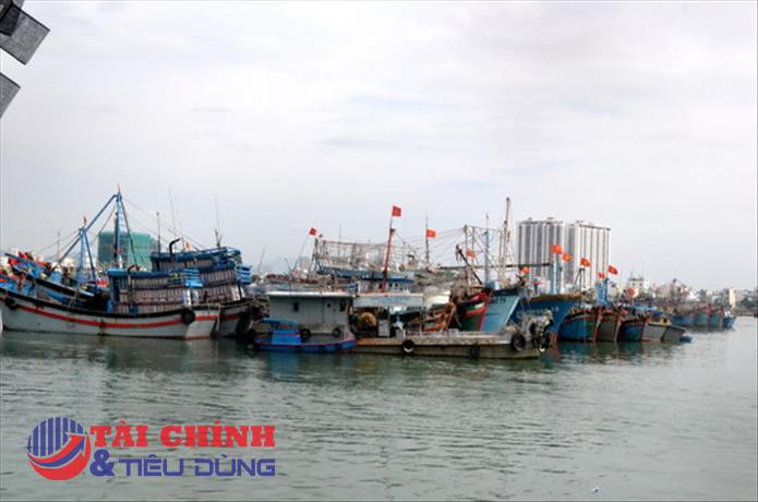 Giá cá không tăng trong khi giá xăng dầu liên tục tăng cao, ngư dân khóc ròng