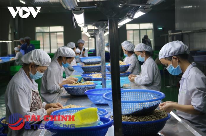 Thủ tướng chỉ đạo khẩn về việc doanh nghiệp xuất khẩu điều có nguy cơ bị lừa đảo
