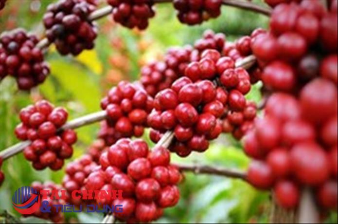 Lạm phát tăng cao liên tục gây sức ép lên giá cà phê Arabica