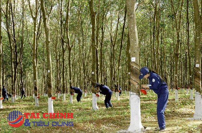 Cổ phiếu điều chỉnh sau chuỗi tăng nóng, lãnh đạo DRI đồng loạt thoái vốn