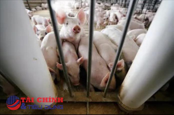 Bộ Nông nghiệp 'mong doanh nghiệp không tăng giá thức ăn chăn nuôi'