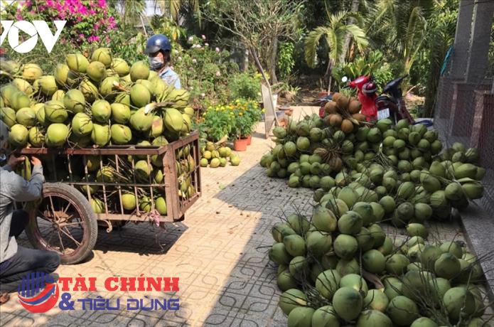 Nước ngọt dồi dào, nhiều loại trái cây ở Tiền Giang trúng mùa, trúng giá