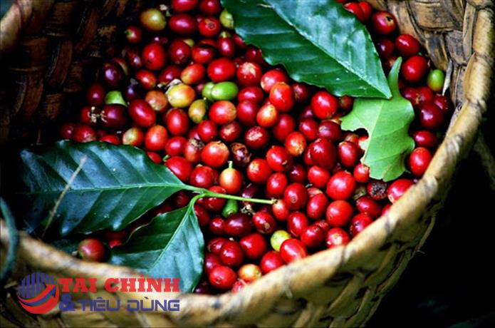 Giá cà phê hôm nay 23/3: Nhích tăng 100 đồng/kg