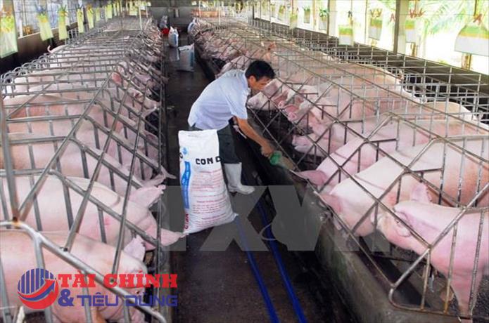 Hà Nội phát triển chăn nuôi theo hướng hiện đại