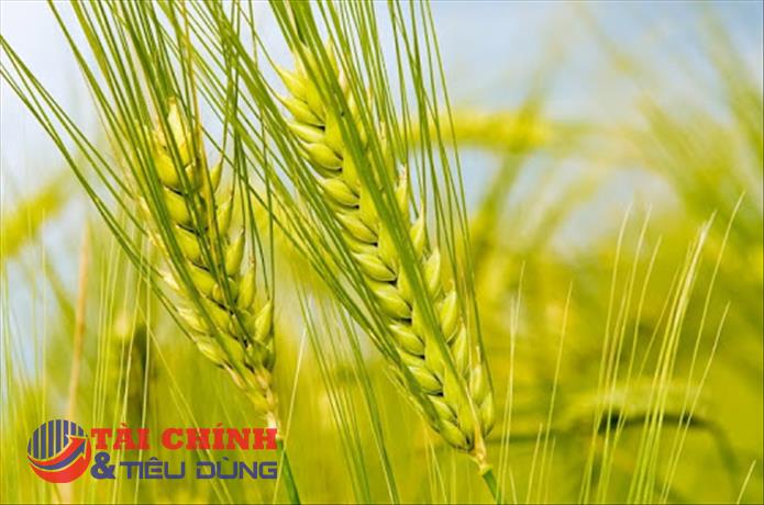 Giá lúa mì rung lắc mạnh