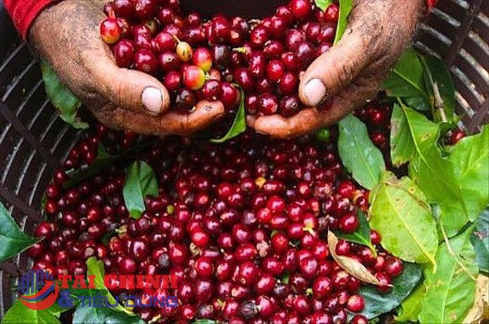 Giá cà phê Arabica có thể tiếp tục suy yếu