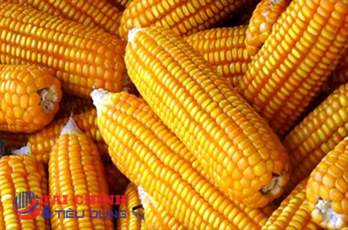Giá ngô có khả năng sẽ được duy trì đà tăng