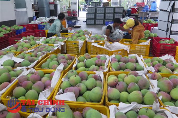 Giá xoài Úc ở Khánh Hòa rớt "kỷ lục"