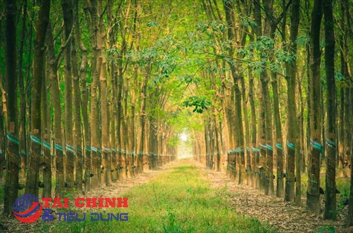 Cổ phiếu lao dốc, lãnh đạo DRI không bán cổ phiếu nào trong số đã đăng ký