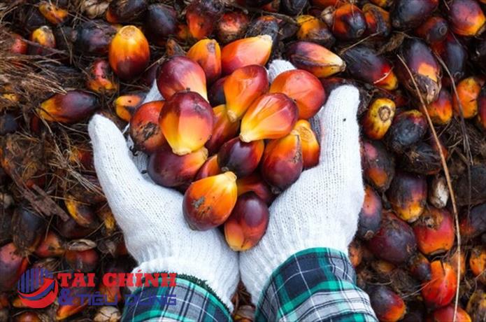 Indonesia sẽ cấm xuất khẩu dầu cọ thô và dầu ăn từ ngày 28/4