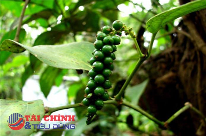 Giá tiêu hôm nay 26/4: Giá cao nhất là 78.000 đồng/kg