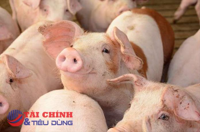 Giá heo hơi hôm nay 1/5: Tăng giảm trái chiều từ 1.000 đồng/kg đến 4.000 đồng/kg