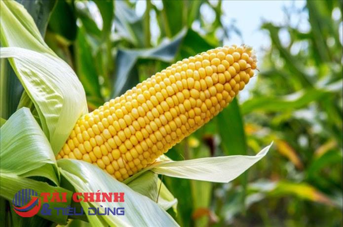 Giá ngô đang tiếp tục duy trì được sắc xanh