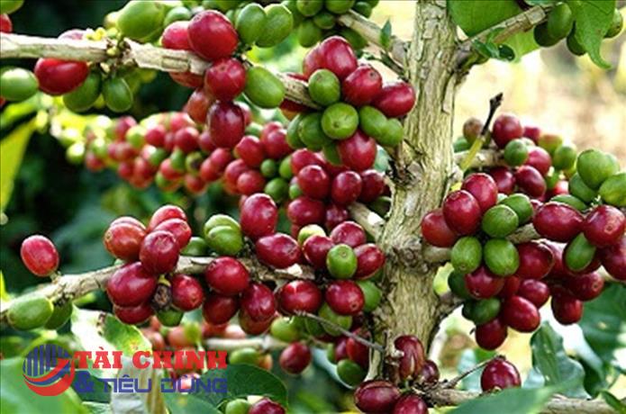 Giá cà phê hôm nay 6/5: Thị trường thế giới bất ngờ lao dốc