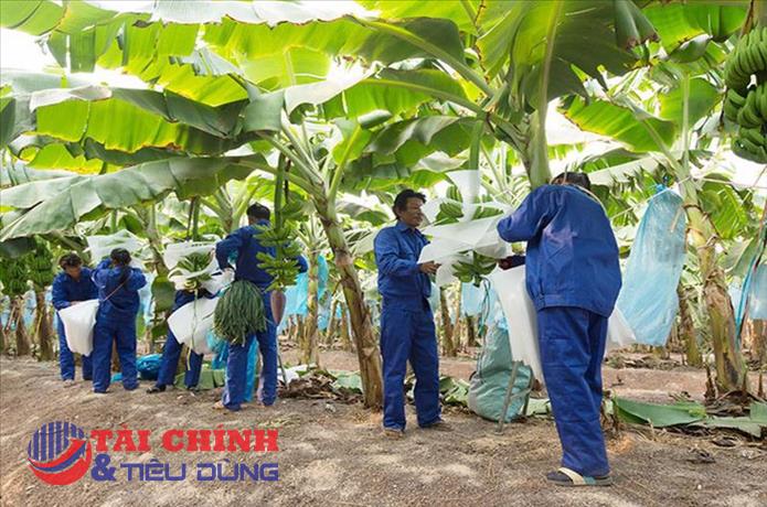 "Đúng như kế hoạch", HAGL Agrico (HNG) báo lỗ ròng hơn 100 tỷ đồng ngay quý đầu năm