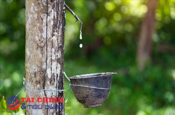 Giá cao su hôm nay 9/5: Biến động trái chiều