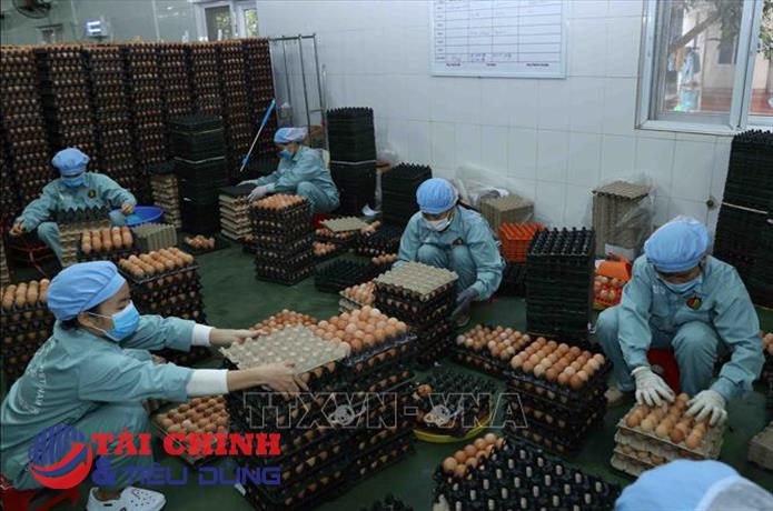 Lãnh đạo Dabaco Việt Nam nói gì về giá cổ phiếu DBC "rớt thảm" thời gian qua?